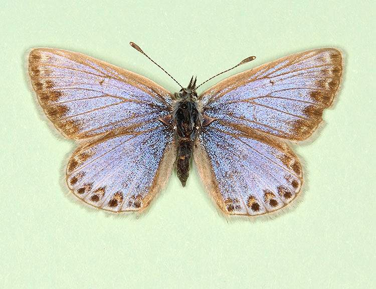 Polyommatus icarus female (aberrant form pallidula) (Internet Image property of respective owner, non-commercial use only)